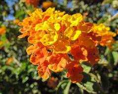 Lantana Camara Flowers Garden