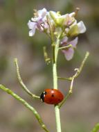 Ladybug Flower Ravenissa
