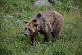 wild walking bear in a field