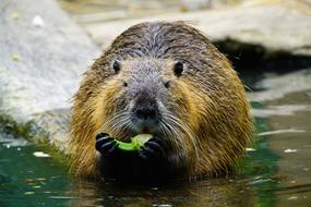Nutria Eats
