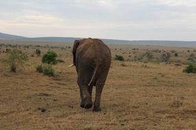 Massai Mara Elephant
