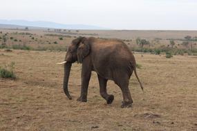 Massai Mara Elephant
