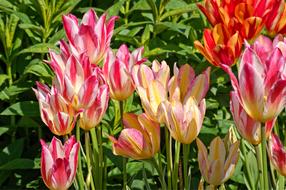 colorful Tulips Bloom in Spring