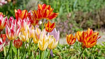 Tulips Bloom Spring