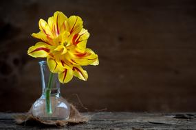 Tulip Flower Blossom