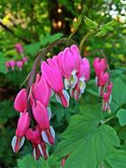 Bleeding-Heart Flower, Spring