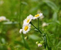 little flowers in a meadow