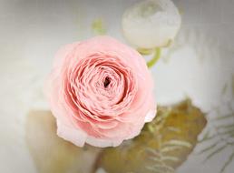 Ranunculus Flower Blossom