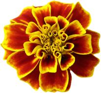 nice orange summer flower