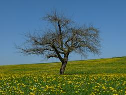 Dandelion Meadow Tree