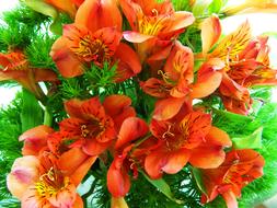 Flower Bouquet Red Freesia Cut