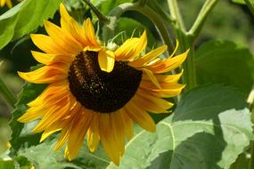 Sunflower Helianthos Blossom