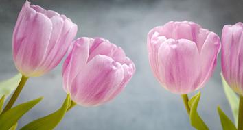 Tulips Pink Flowers
