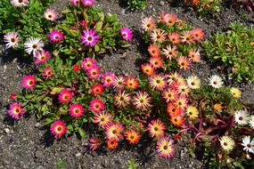 Mesembryanthemum Flowers Memsies