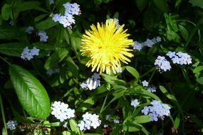 blooming wild spring flowers