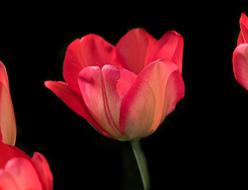 pink Tulip Flowers buds