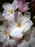 Column Cherry Japanese flowers