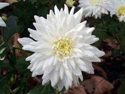 Chrysanthemum Flower White