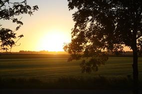 Sun Tree