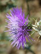 Thistle Detail Beauty