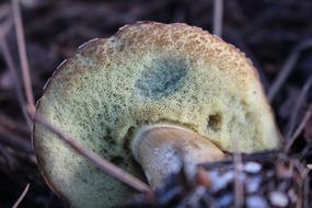 Bay Bolete Fungus Nature