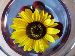 Sunflower Flower Colour Flowers