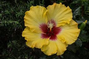 Hibiscus Flower Blossom