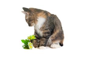 Beautiful, colorful and cute kitten, with the beautiful flowers, with green leaves, at white background