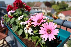 Flowers Spring Dahlia Pink