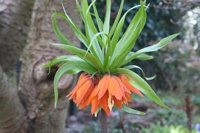 Imperial Crown Flower Orange