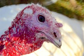 Turkey head close up, Farm Bird