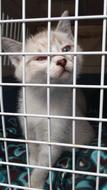 Beautiful and cute, colorful kitty behind the fence in the cage