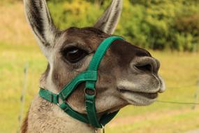 head of an animal in a green harness on the background of the meadow