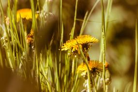 Dandelion Yellow Flower