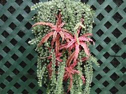 Decorative Wall Ivy Plants