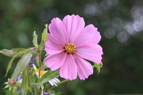 Garden Blossom Bloom