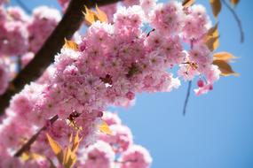 Japanese Flowering Cherry Prunus