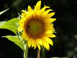 Sunflower Garden Spring Autumn