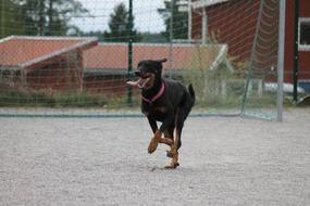 black guard dog