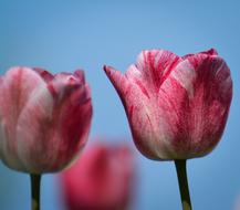 Tulips Flower