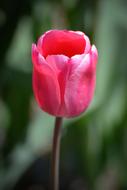 Tulips Flower