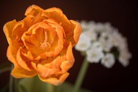 orange tulip and white flower