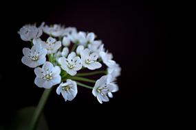 Flower Flowers White