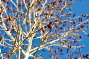 Tree Blooming in spring