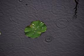 raindrops on a leaf in the water