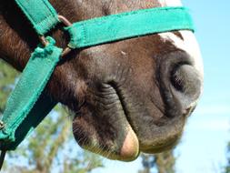 photo of the nose and lips of a horse