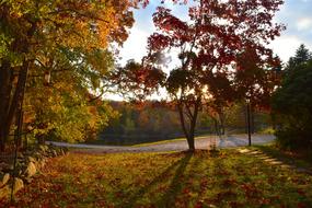 Fall Foliage Autumn