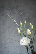 Lisianthus Flower Blossom
