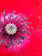 Poppy Flower
