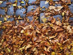 Cobbled Leaves Slippery